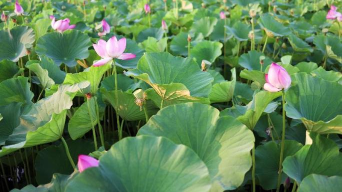 4K 池塘荷花开花视频素材