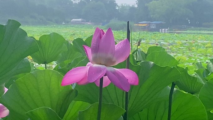 雨中-荷花