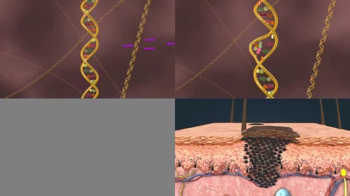 皮肤 黑色素 皮下组织 DNA 链条动画