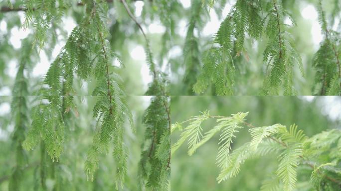 山间雨后绿色树上的水珠