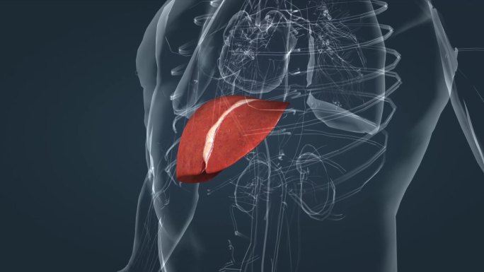 肝脏器官三维医学动画透明人体生物学