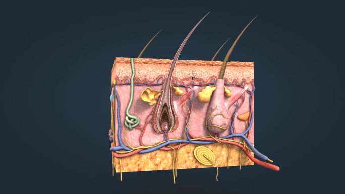 皮肤 皮下组织 皮囊 皮层 汗腺 黑色素