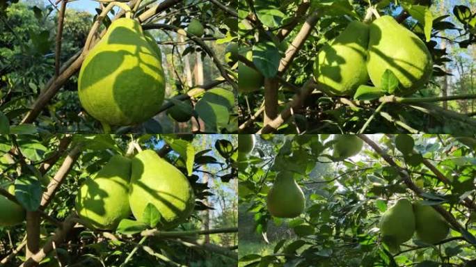 沙田柚长在树上的柚子蜜柚柚树柚果生长期