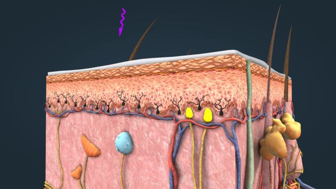 皮肤紫外线角化细胞黑素细胞黑色素全息动画