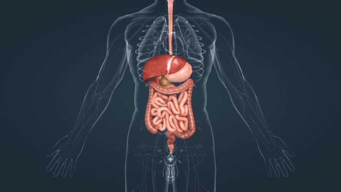 医学人体3D器官动画 肝 胆 肠 胃大肠