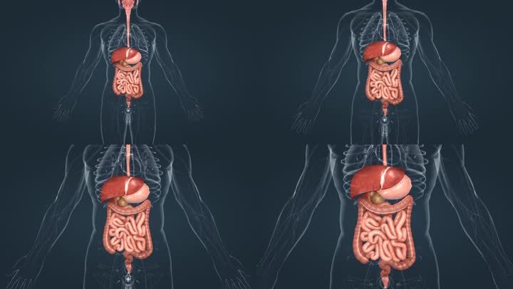 医学人体3D器官动画 肝 胆 肠 胃大肠