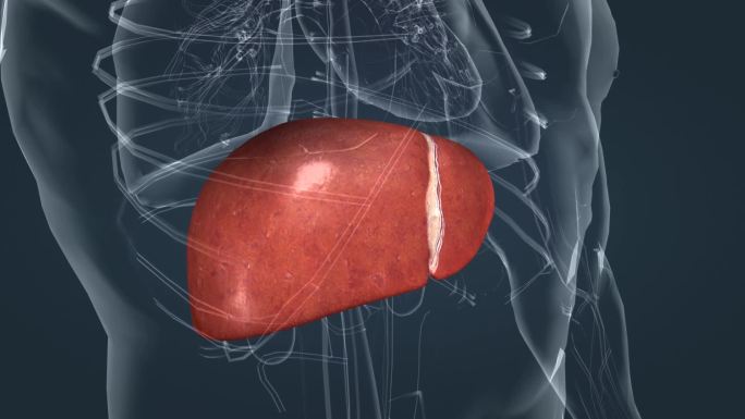人体器官细胞肝细胞组织新陈代谢三维动画