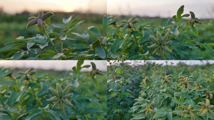 油用牡丹果荚饱满