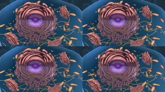微观肝脏细胞肝组织细胞核3D三维动画