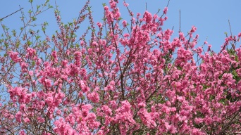 春风、蓝天与粉花-2视频素材