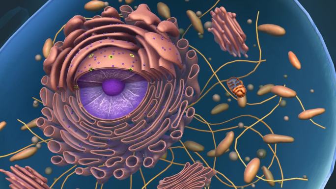 3D细胞质囊泡细胞骨架高尔基体医学动画