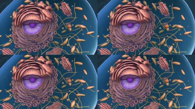 3D细胞质囊泡细胞骨架高尔基体医学动画