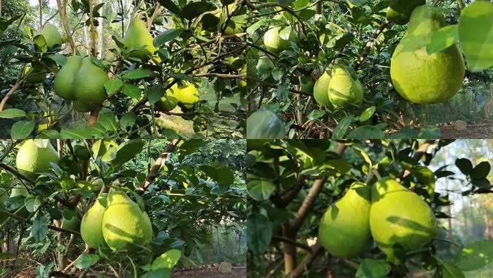 沙田柚长在树上的柚子蜜柚柚树柚果生长期