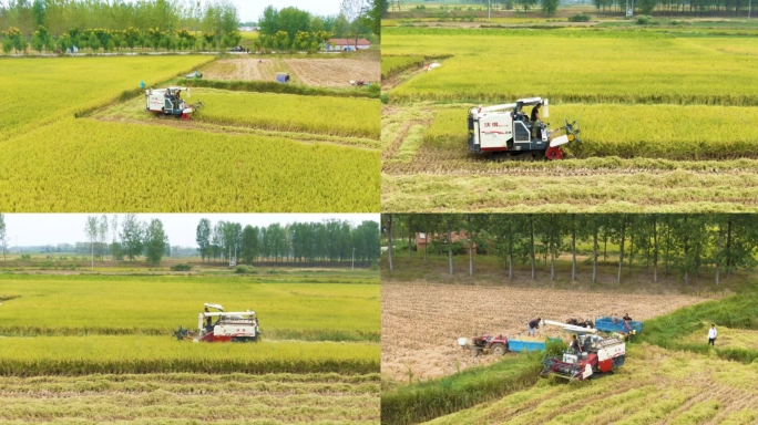4K航拍收割机收割水稻