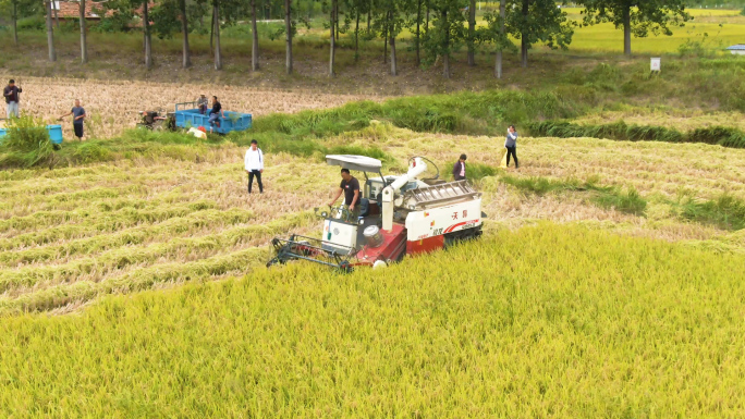 4K航拍收割机收割水稻