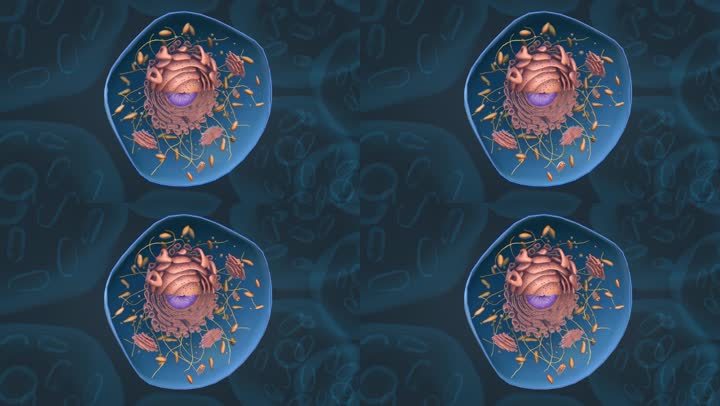 微观 细胞 肝组织 肝细胞 细胞核动画