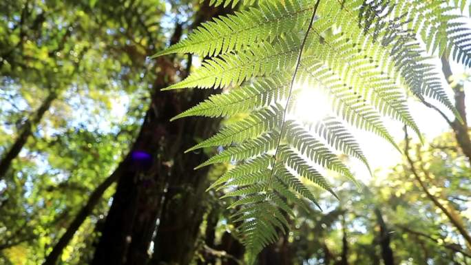新西兰罗托鲁瓦森林