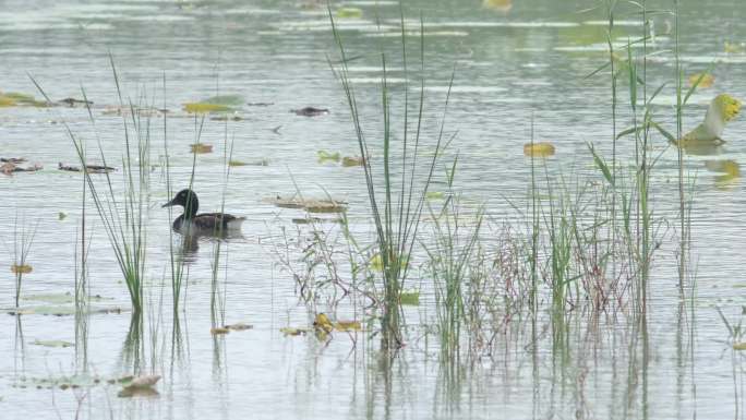 湿地野鸭