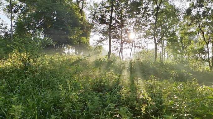 阳光明媚光影剪影光芒四射鸟语花香绿树成荫