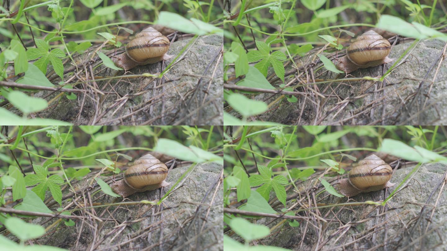 蜗牛吃草