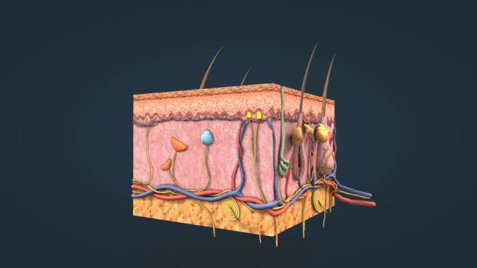 三维医学动画皮肤解剖皮肤剖面皮肤组成