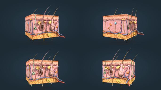 三维医学动画皮肤解剖皮肤剖面皮肤组成