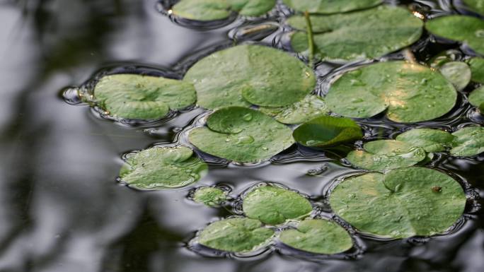 水面睡莲水草