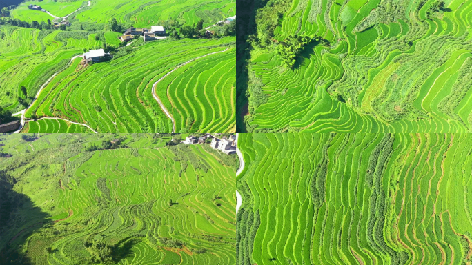 4K泸州古蔺万亩梯田航拍空镜