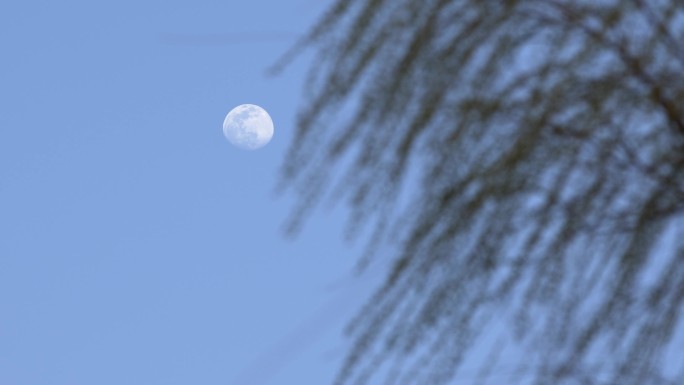 月亮柳树