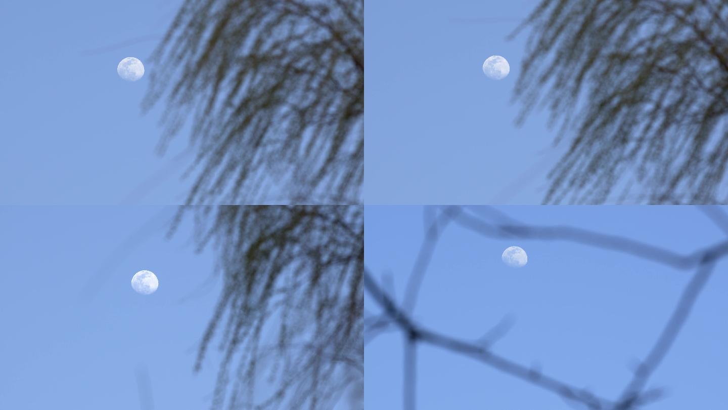 月亮柳树