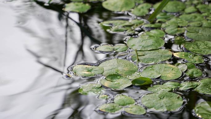 水面睡莲水草