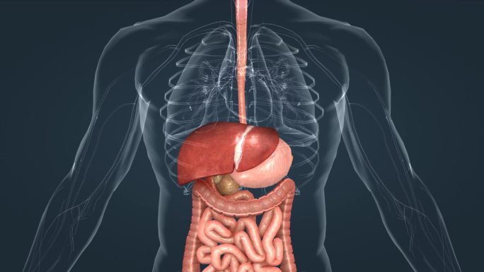 分泌消化系统肝脏肝胆肠胃食管3D三维动画