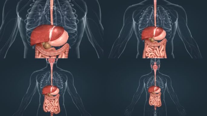 分泌消化系统肝脏肝胆肠胃食管3D三维动画