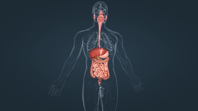 3D医学消化分泌系统口腔食管肠胃肝脏动画