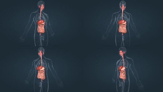 3D医学消化分泌系统口腔食管肠胃肝脏动画