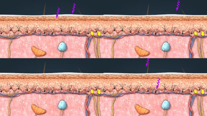 皮脂腺 汗腺 毛球 黑色素 皮肤剖面动画