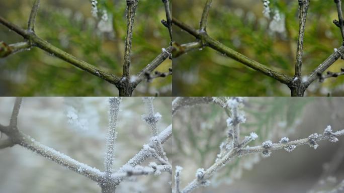 树枝结霜结冰延时