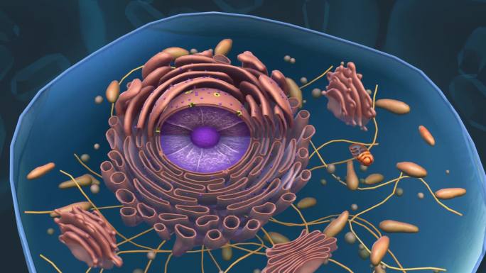 微观医学细胞核肝细胞高尔基体三维动画