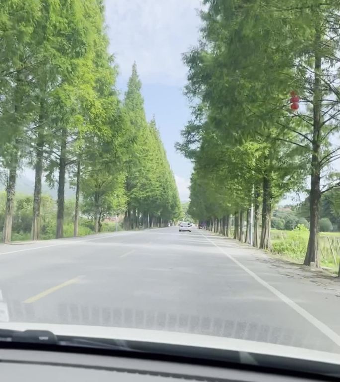 坐在汽车上行驶在郊区绿树成荫的乡野公路