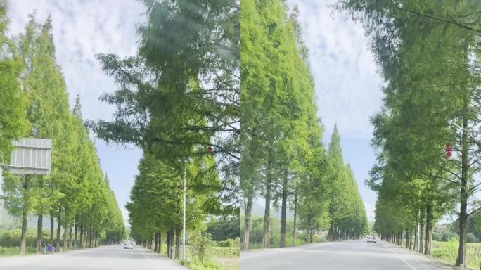 坐在汽车上行驶在郊区绿树成荫的乡野公路
