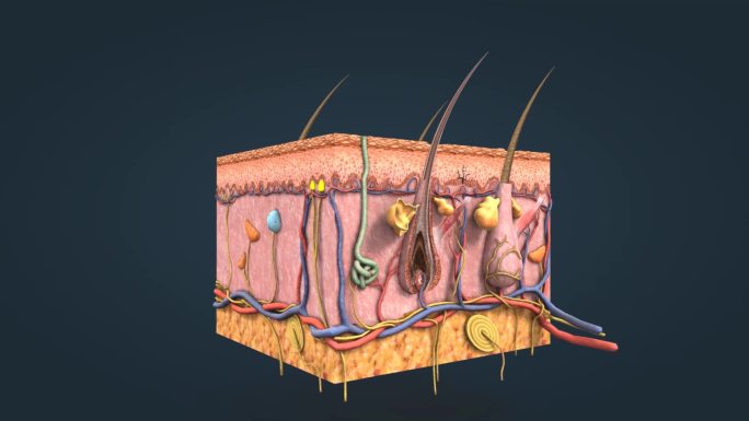 皮肤 皮下组织 皮下层