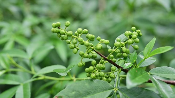 美食调味料四川青花椒鲜花椒藤椒