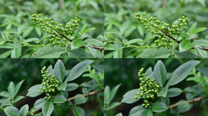 美食调味料四川青花椒鲜花椒藤椒