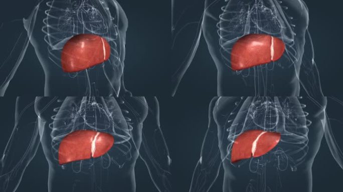 医学 人体 器官 肝脏 肝叶 三维 动画
