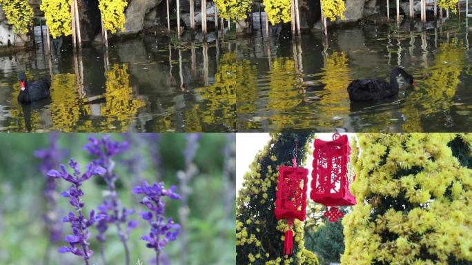 黑天鹅 紫色花 蚊子 飞虫 花 灯笼