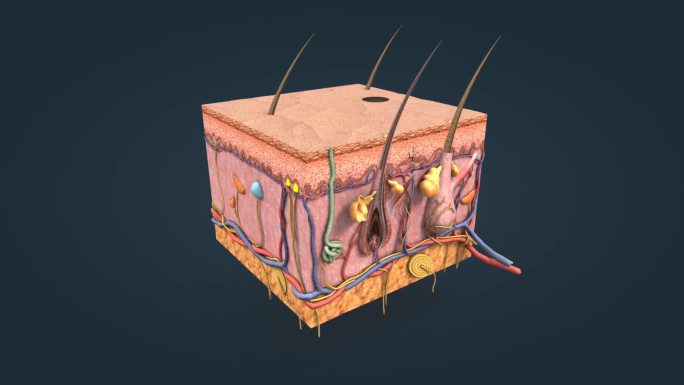 医学 三维 动画 皮肤 皮下组织 皮脂腺