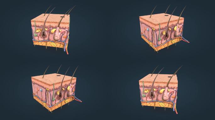 医学 三维 动画 皮肤 皮下组织 皮脂腺