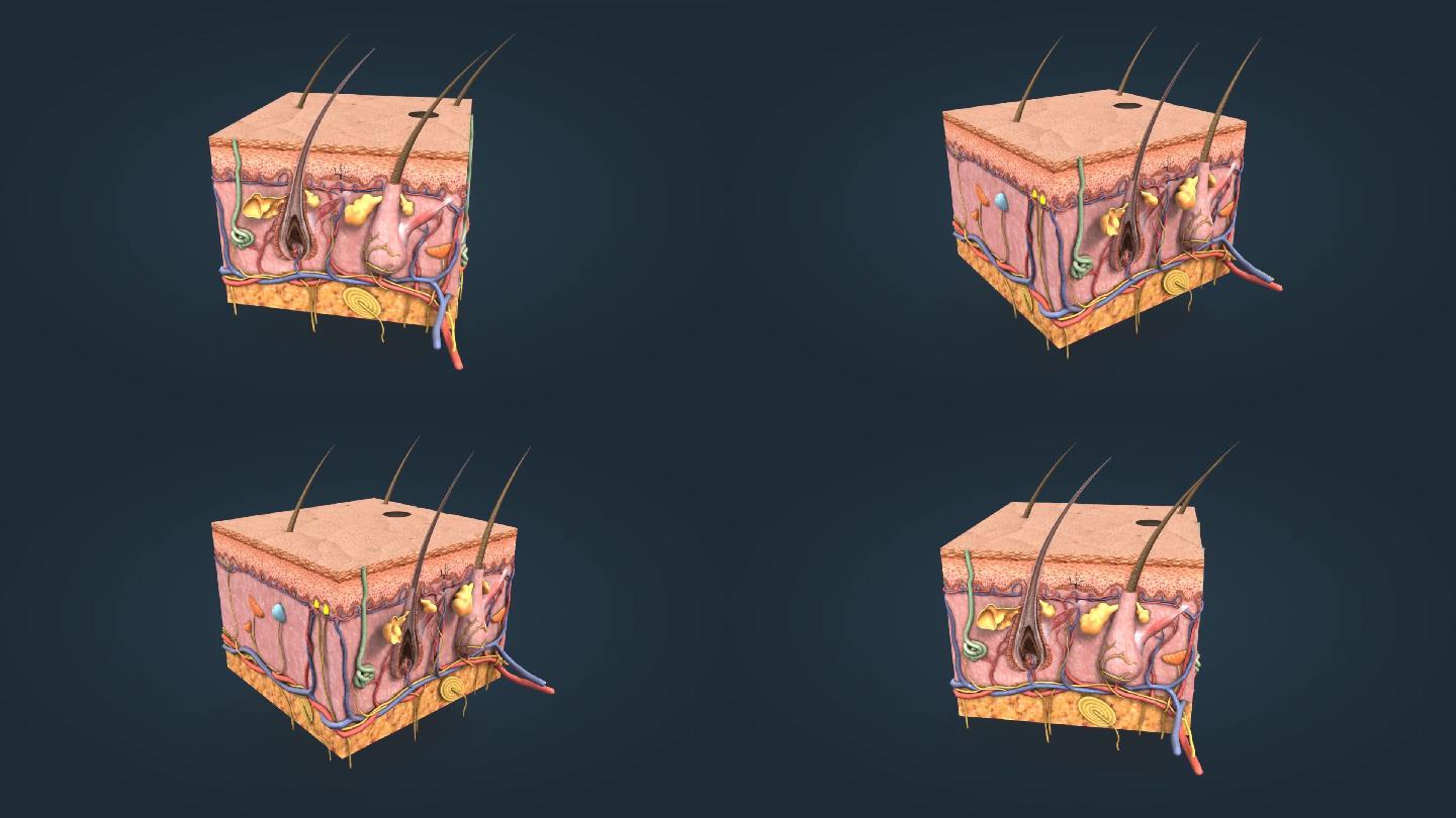 医学 三维 动画 皮肤 皮下组织 皮脂腺