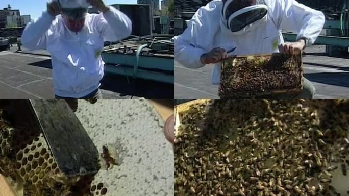 90年代采蜂蜜蜜蜂