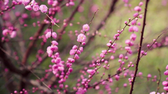 桃花自然樱花 花花草草